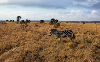 Naklejka premium zebras in the savannah