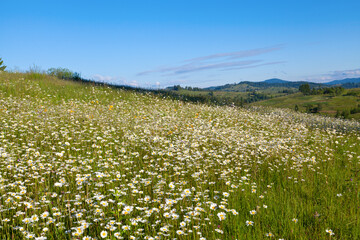 Mountain meadow of camomile flowers, blue sky and mountain on the horizon.