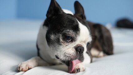 Boston Terrier grooming