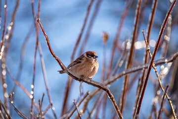 Little sparrows sit on icy branches in a city park. Birds in the city. Icing.