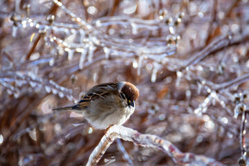Little sparrows sit on icy branches in a city park. Birds in the city. Icing.