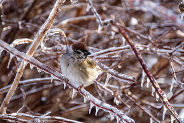 Little sparrows sit on icy branches in a city park. Birds in the city. Icing.