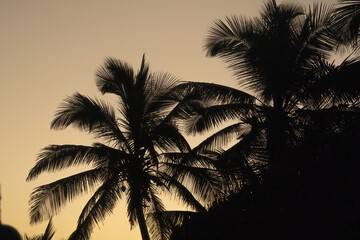 Palm Trees. Arecibo, Puerto Rico
