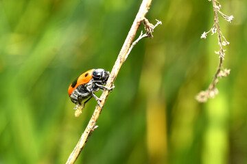 A genus of clitra beetles from the leaf beetle family.