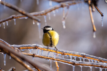 A small bright titmouse sit on icy branches in a city park. Birds in the city. Icing.