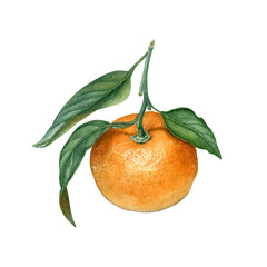 Watercolor hand drawn tangerine botanical illustration, can be use as print, poster, label, textile, book illustration. Watercolor tangerine illustration for packaging design, stickers, element design