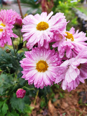 Obraz premium pink flowers in the garden
