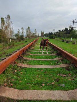 dog on railway in the countryside