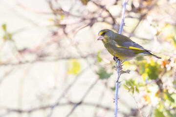 Small passerine bird, the european greenfinch or simply the greenfinch , chloris chloris.