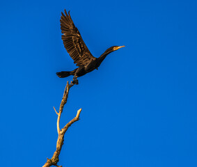 wildlife in action