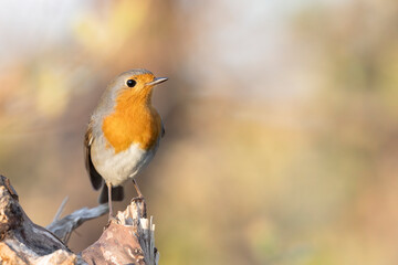Typical European bird, European robin, Erithacus rubecula.
