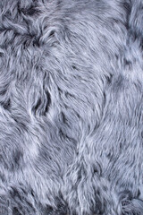 blue sheepskin with long pile, fur background