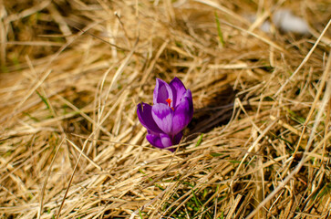 purple crocus flowers