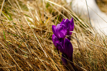 purple crocus flowers