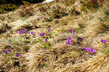 flowers in the meadow