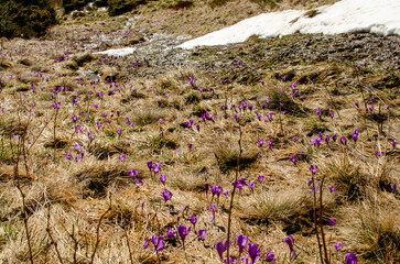 field of lavender