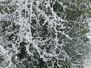 Hard rime background, close up of hoar frost forming small crystals on the branches and leaves of trees