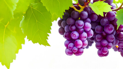 Grapes close up isolated on white. Purple Grapes on a branch with leaves, fruit banner with Copy Space
