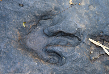 Top view of dinosaur footprints Three-toed predatory species Carved in black natural stone.