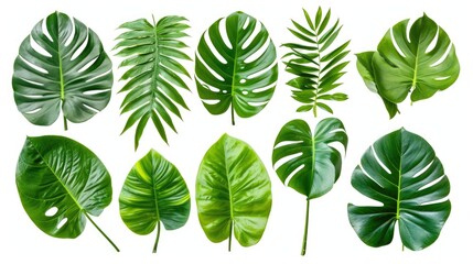 A collection of tropical leaves on a white background. Suitable for nature-themed designs and tropical-inspired projects