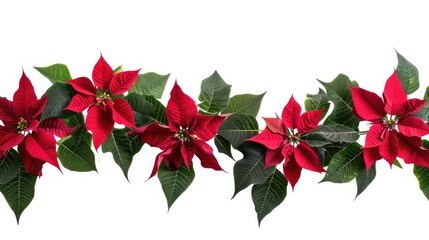 A row of red poinsettias with green leaves. Perfect for festive decorations