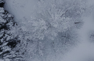 snow landscape over forest with frozen tree