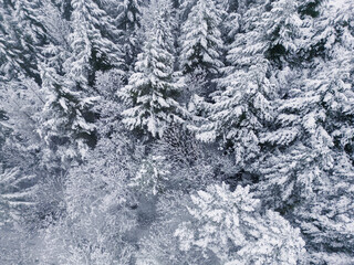 snow landscape over forest with frozen tree
