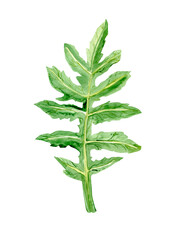 Botanical illustration of green leaf.