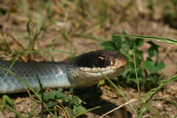 Close up of the face of a Blue Racer (Coluber constrictor foxii) in the midwest. 
