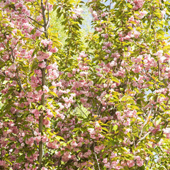 Cherry flowers and blue sky.