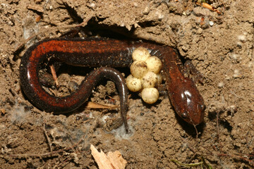 Obraz premium A female redback salamander (Plethodon cinereus) curled around a cluster of her eggs that she is protecting. This is an example of amphibian parental care. She will protect the eggs until they hatch.