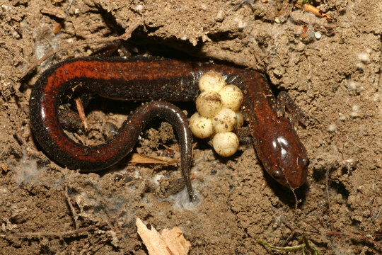 A female redback salamander (Plethodon cinereus) curled around a cluster of her eggs that she is protecting.  This is an example of amphibian parental care. She will protect the eggs until they hatch.
