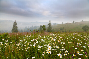 Meadow of white flowers on the background of foggy mountains. Ukraine, Carpathians.