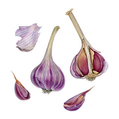 Watercolor hand drawn garlic botanical illustration, can be use as print, poster, label, textile, book illustration. Watercolor garlic illustration for packaging design, stickers, element design.