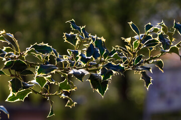 A branch of holly against a blurred background of green-purple color, illuminated by the rays of the sun, bright bokeh in the background	
