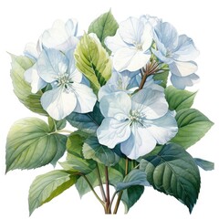 A beautiful watercolor illustration of a hydrangea flower, showcasing its vibrant colors and delicate petals