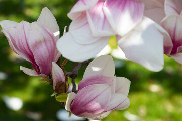 Delicate pink magnolia flowers in full bloom close up