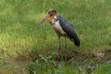  The lesser adjutant (Leptoptilos javanicus) , Asian relative of the marabou stork, Bandhavgarh National Park, India.                                 