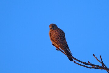 Turmfalke bei klarem, blauem Winterhimmel zur Abendsonne