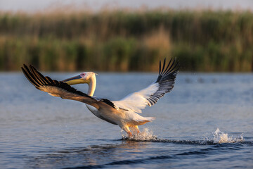 Pelican in flight