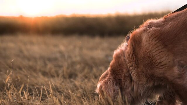 Red cocker spaniel dog walks sniffs nature smelling in mown grass in rural field at sunset time active pedigreed dog seeks animal traces in country park spaniel dog walks along field grass closeup
