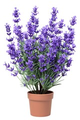 Fototapeta premium A potted plant with purple flowers on a white background. Can be used to add a touch of nature and color to any space