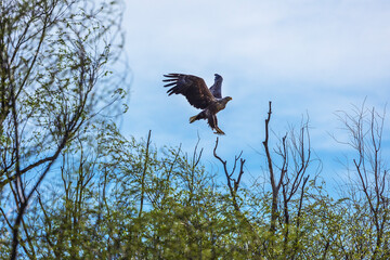 wildlife in action