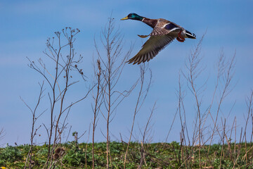 wildlife in action