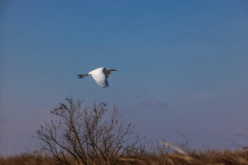 Great Heron 