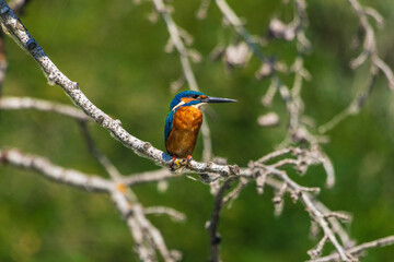 Kingfisher