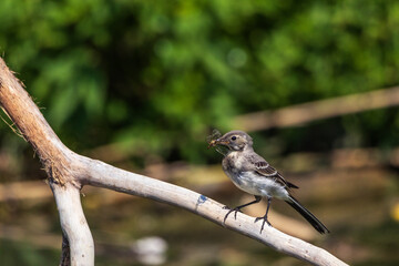 bird on branch