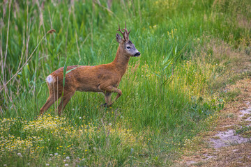 deer in the grass