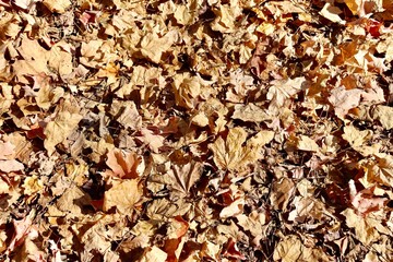 A close view of the pile of fall leaves on the ground.