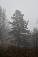 Obraz na płótnie Canvas autumn forest in the fog